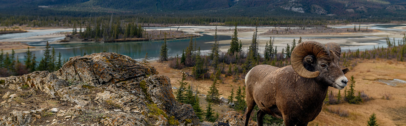 Big Horn Sheep
